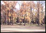 trees in fall - 40 kb