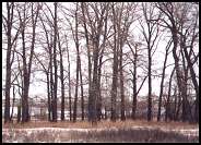 trees in winter - 39 kb