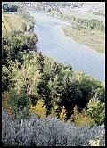 trees and Bow River - 36 kb