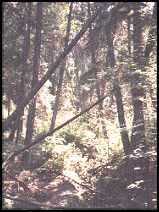 trees on Douglas Fir trail - 28 kb